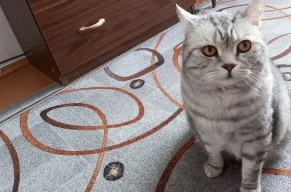 Найдена кошка: Кандалакша, Мурманская обл.