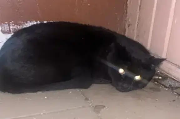 Найдена кошка, Ростов-на-Дону, фото: Кошка найдена: ул. Рахманинова, 47