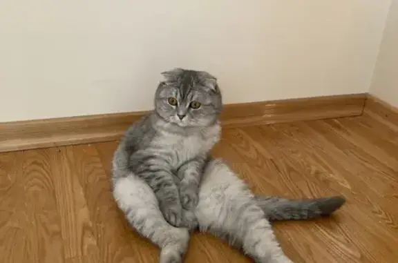 Кошки потеряшки, Уфа, фото: Потеряшка кошка, Булгарская 56, Уфа