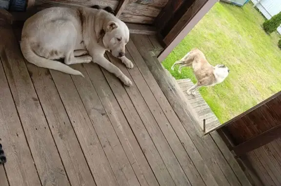 Найдена собака, Ракомское, фото: Собака найдена: Сергово, 10, Ильмень