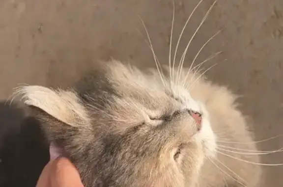 Ласковая кошка у подъезда 39/02А, НЧ