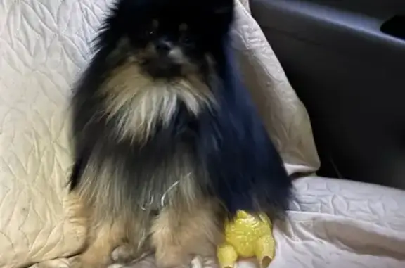 Объявления о пропавших и найденных животных, Великий Устюг, фото: Пропала собака, ул. Неводчикова, 54