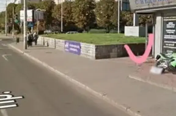 Кошка найдена на Советском пр., 34, Калининград