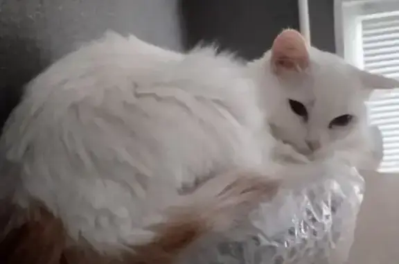 Потерянные животные Оренбург, фото: Пропала кошка, Волгоградская 36/2, Оренбург