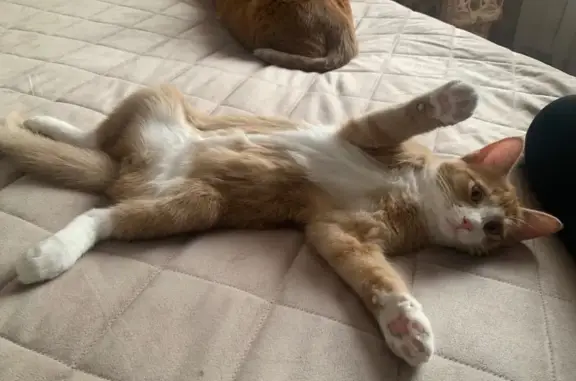 Потерянные животные Омск, фото: Пропала кошка, ул. Рокоссовского, 30, Омск