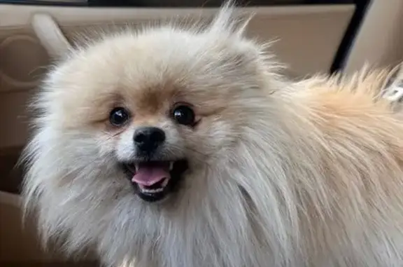 Собака найдена, ул. Соловьёва, Йошкар-Ола