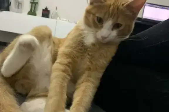 Потерянные животные Омск, фото: Пропала кошка Гриша, ул. Рокоссовского, 30