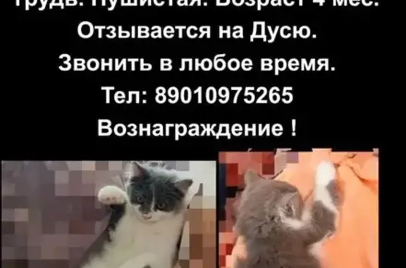 Потерянные животные Оренбург, фото: Пропала кошка, Салмышская 9/1, Оренбург