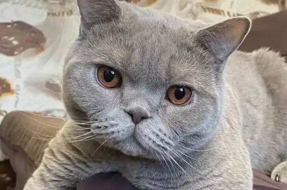 Кошки потеряшки, Вологодская область, фото: Потеряшка кошка, Вологда, Вологодская обл.