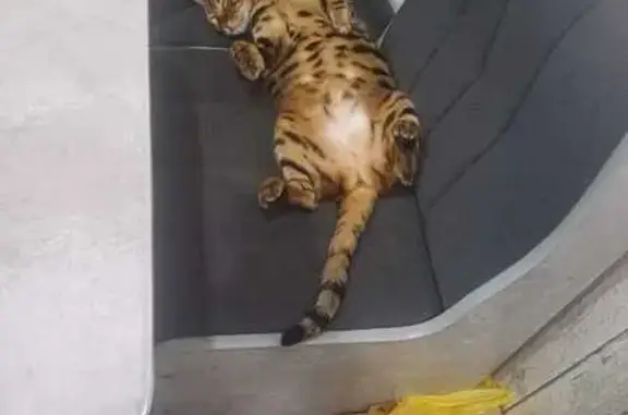 Кошки потеряшки, Нижняя Салда, фото: Потеряшка кошка, ул. Фрунзе 43, Нижняя Салда