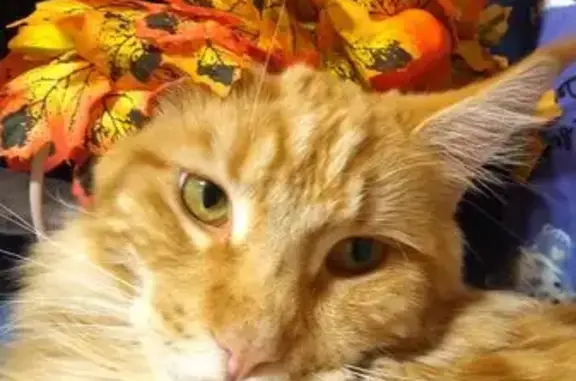 Кошки потеряшки, Ульяновск, фото: Потеряшка рыжая мейн-кун, Фестивальная ул.