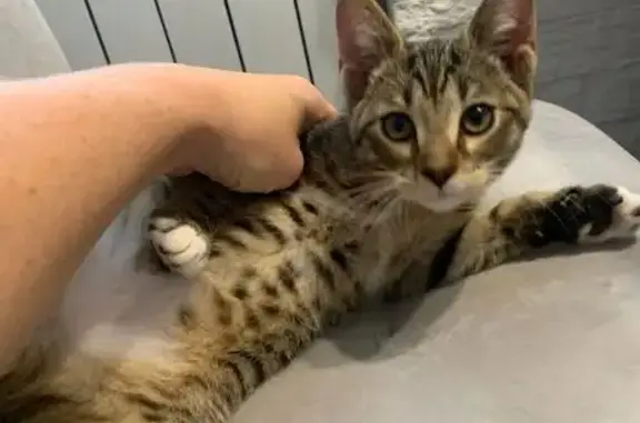 Найдена кошка, Ярославль, фото: Котёнок найден у Магнита, 21-я линия, Яр.