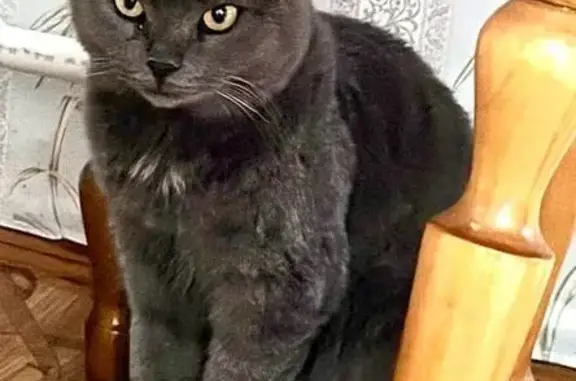 Найдена кошка, Звенигово, фото: Кошка найдена: Звенигово, 88К-013