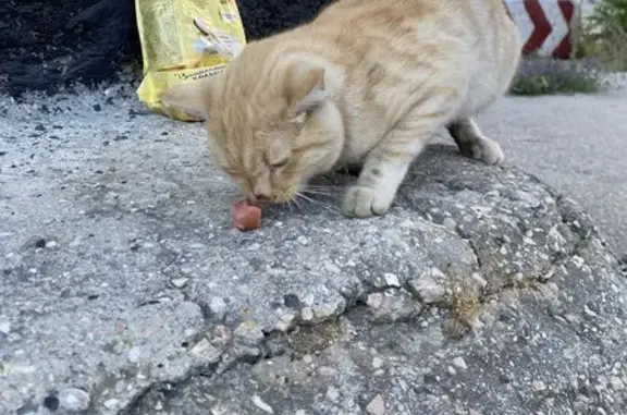 Найдена кошка, Севастополь, фото: Кошка найдена, Портовая 17, Севастополь