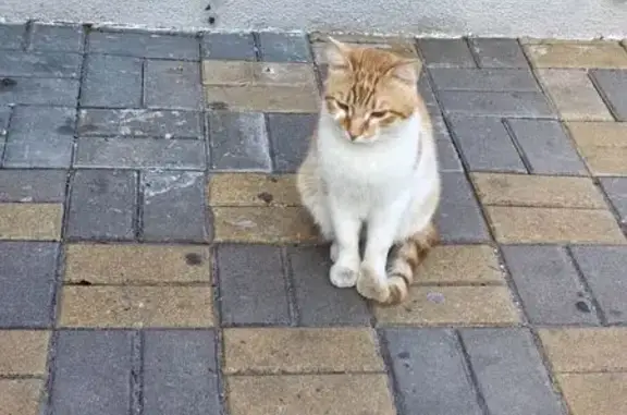 Кошка найдена у МФЦ, Королёва 9, Ростов-на-Дону