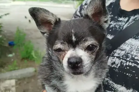 Чихуахуа найдена на автодороге Меридиан