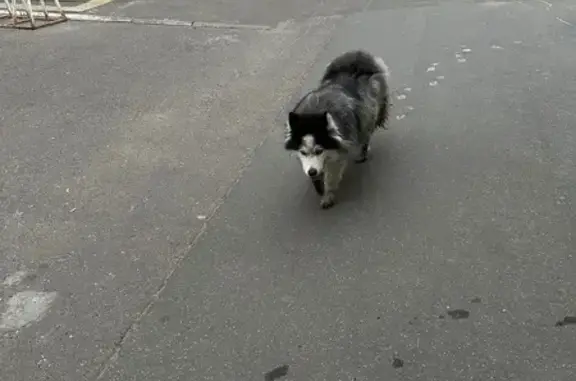 Собака найдена у Пятерочки, Мавлютова 29