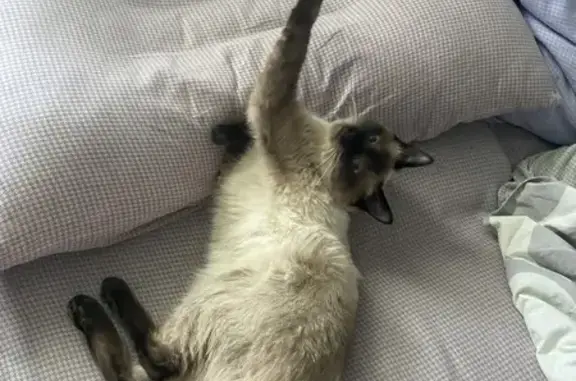 Кошки потеряшки, Сабиново, фото: Потеряшка сиамская кошка, Сабиново