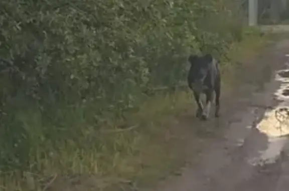 Найдена собака, муниципальный округ Шатура, фото: Собака в СНТ ЛОТОС, Шатурский район