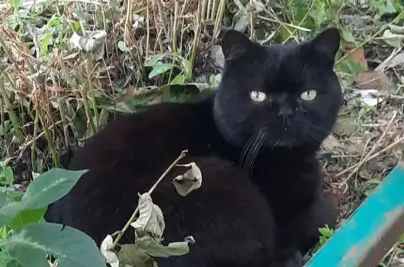 Кошка найдена: ул. 16-я Линия, 14/2