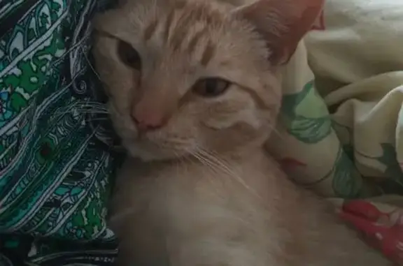 Найдена кошка, , фото: Найдена кошка на Энтузиастов, 99