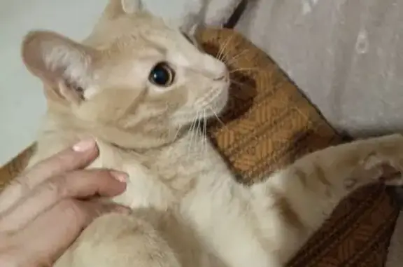 Кошка найдена: Свиязева 17, Пермь