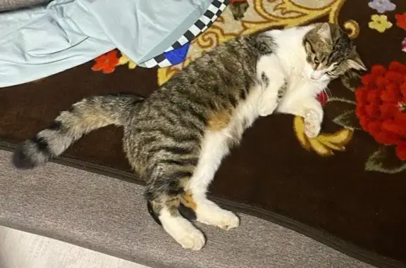 Пропала кошка, Смоленская ул., 3, Луга