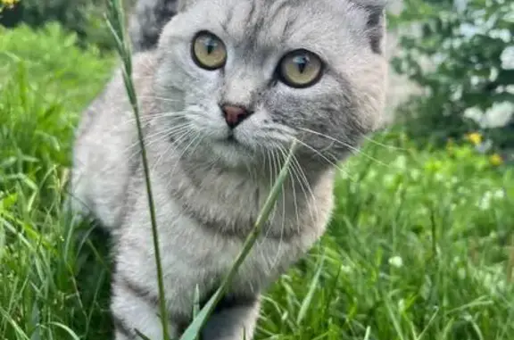Кошка найдена: Власиха, Ковыльная 129