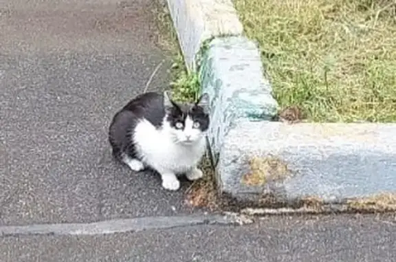 Кошка найдена, ул. Чкалова, Химки