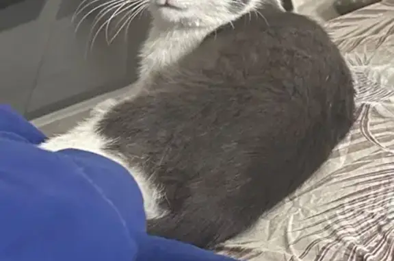 Найдена кошка, Рязань, фото: Кот найден: Зубковой, 27 к4, Рязань