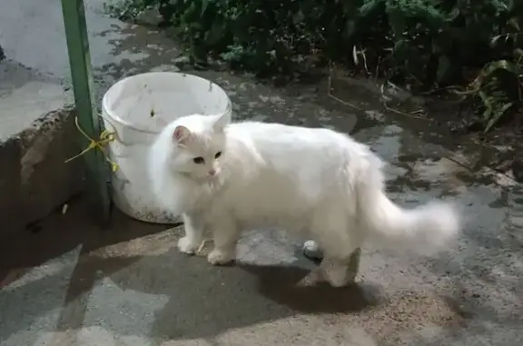 Найдена кошка, ул. Благодатная, 170