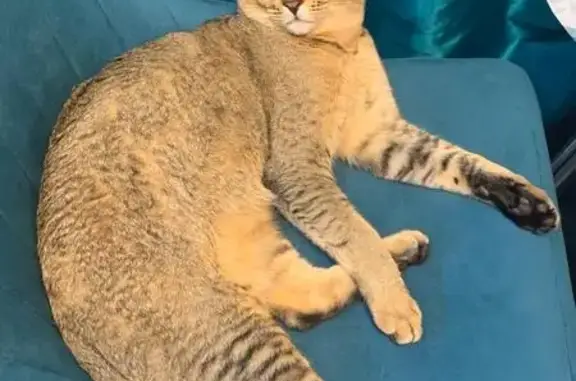 Кошки потеряшки, Новый Уренгой, фото: Потеряшка кот, Приозёрная 16, Новый Уренгой
