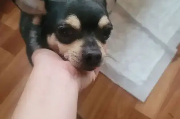 Найдена собака, Нижегородская область, фото: Чихуахуа найден в СНТ Елховка, Арзамасская трасса