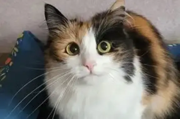 Пропала кошка, Старокамышлинский с/с