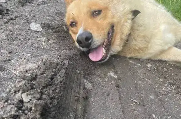 Найдена собака, Ушково, фото: Сбитая собака найдена: Рощинское ш., 42