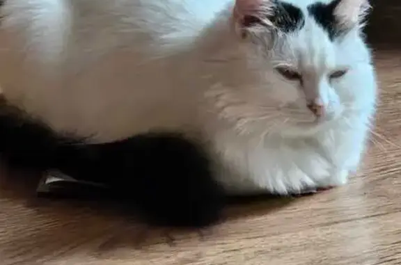 Пропала кошка, 5, Дедовск