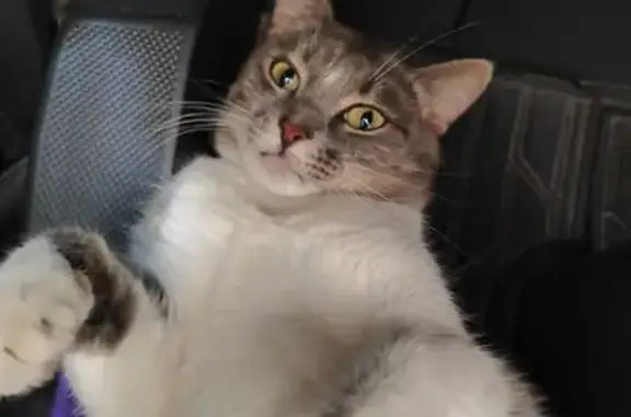 Кошки потеряшки, Челябинская область, фото: Потеряшка кошка Артур на 1727 км М5 Урал