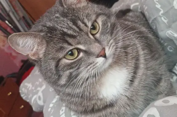 Кошки потеряшки, Белово, фото: Потеряшка кошка, 7 Белово