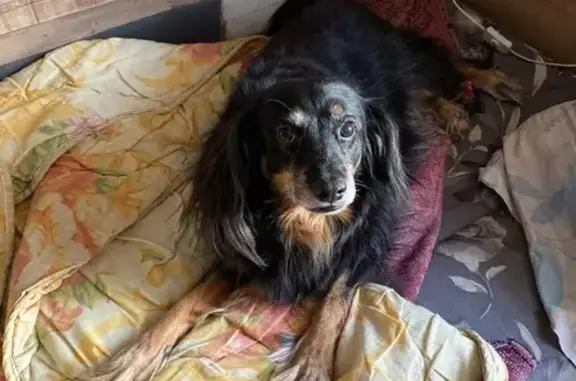 Собаки потеряшки, Петрозаводск, фото: Потеряшка пес Барон, Пушкинская 15, Птз