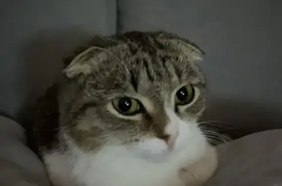 Пропала кошка, ул. Курчатова, Димитровград