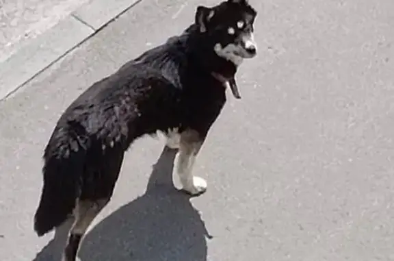 Собака найдена на ул. Герасимова, 2И