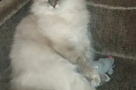 Кошки потеряшки, Валуйки, фото: Потеряшка кошка Муся, Новая ул. 6, Валуйки