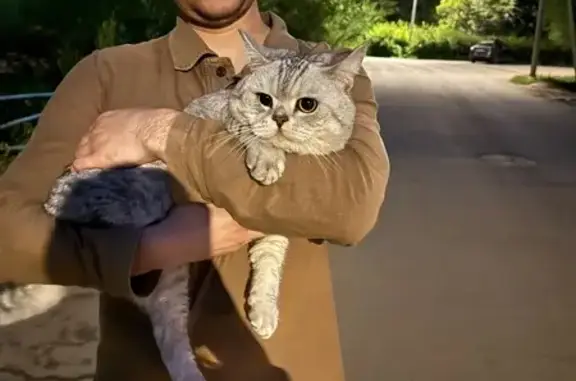 Кошка найдена: пр-т Победы, Оренбург