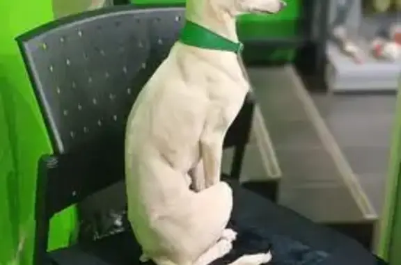 Собаки потеряшки, , фото: Потеряшка собака, Пушкинская ул., Ижевск