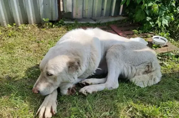 Найдена собака, Московская область, фото: Собака найдена в СНТ Дубна, д. Савино