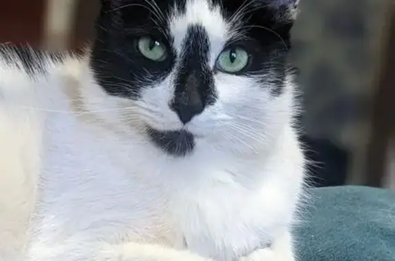 Пропала кошка, пр. Строителей, 24, Киров