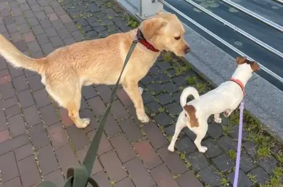 Собака найдена: Парадная наб., Калининград