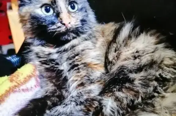 Пропала кошка, ул. 60 лет СССР, 2, Алушта