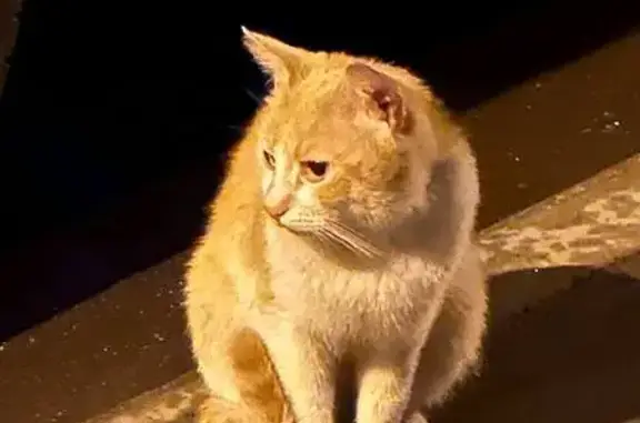 Найдена кошка, Москва, фото: Кошка найдена: 4-й Рощинский пр., 7/16