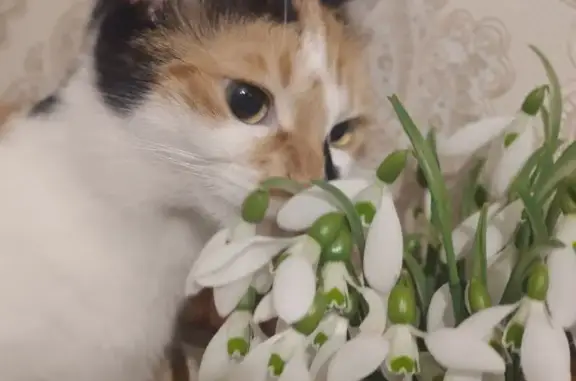 Пропала кошка, ул. Хрусталёва 97, Севастополь